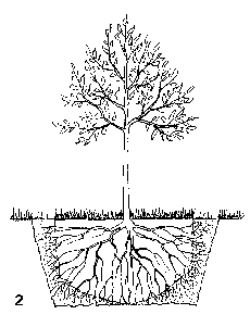 Alte Bäume verpflanzen 2