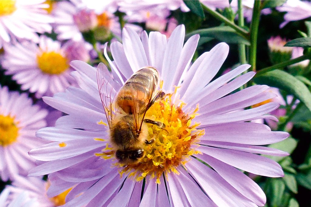 bienenfreundliche pflanzen