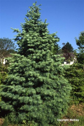 Abies concolor