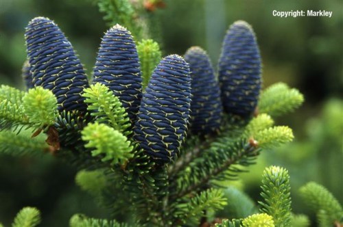 Abies koreana