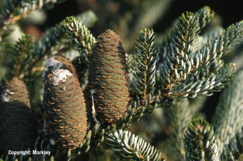Abies koreana 'Silberlocke'