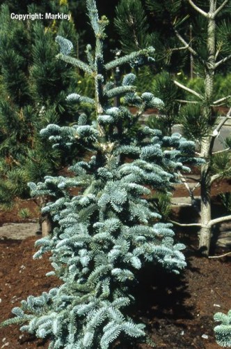 Abies procera 'Glauca'