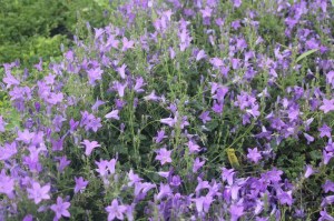 Campanula portenschlagiana 'Birch'