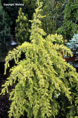 Cedrus deodara 'Golden Horizon'