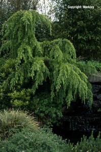 Cedrus deodara 'Pendula'