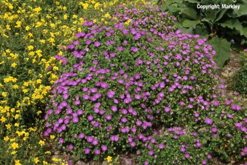 Geranium sanguineum 'Max Frei'
