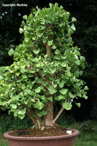 Ginkgo biloba