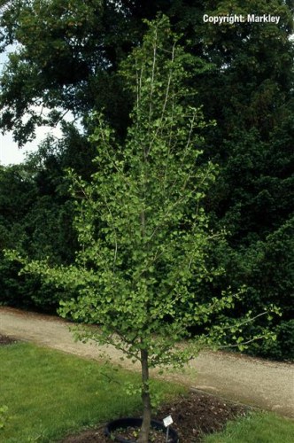 Ginkgo biloba 'Tit'