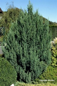 Juniperus chinensis 'Stricta'