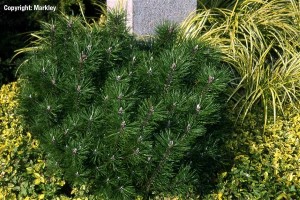 Pinus mugo 'Mops'