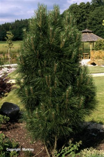 Pinus nigra 'Fastigiata'