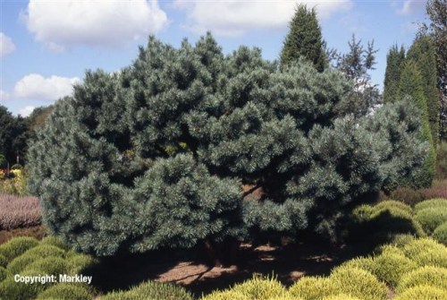Pinus sylvestris 'Watereri'
