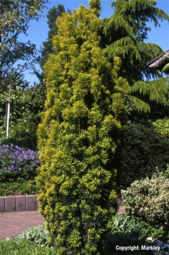 Taxus baccata 'Fastigiata Aureomarginata'