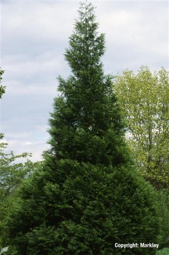 Thuja plicata 'Excelsa'