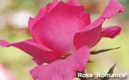 Rose Romance