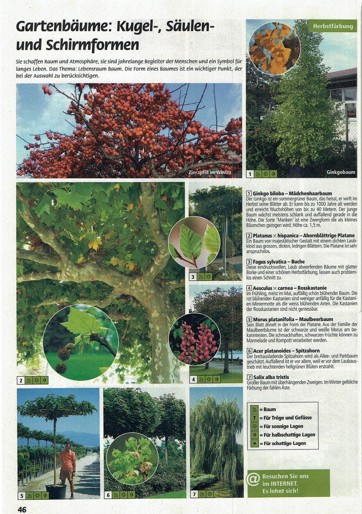 Helmstetter GmbH GartenFachmarkt und Baumschule Katalog 2019