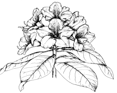 Rhododendron