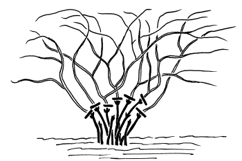 Großblumige Clematis