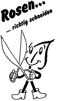 Rosen richtig schneiden