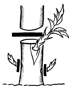 Rosen veredeln - Abwerfen