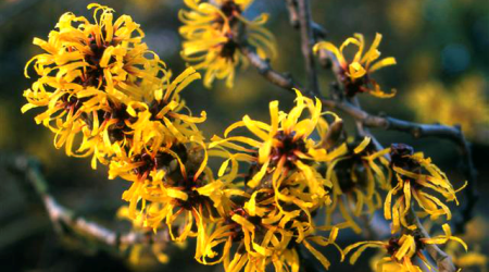 Hamamelis