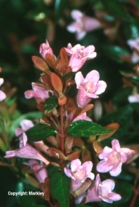 Abelia grandiflora 'Edward Goucher'