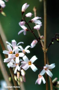 Abeliophyllum distichum