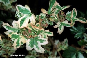 Acer campestre 'Carnival'