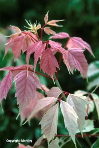 Acer negundo 'Flamingo'