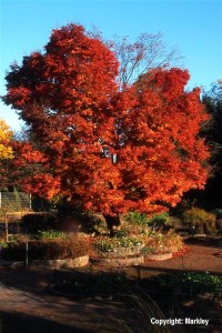 Acer palmatum