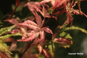 Acer palmatum 'Asahi-zuru'