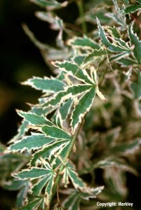 Acer palmatum 'Butterfly'