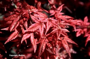 Acer palmatum 'Deshojo'