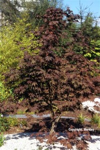 Acer palmatum 'Fireglow'