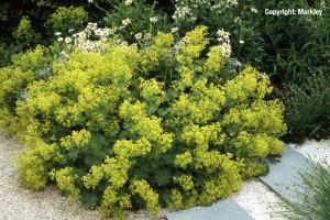 Alchemilla mollis 'Robustica', veg.