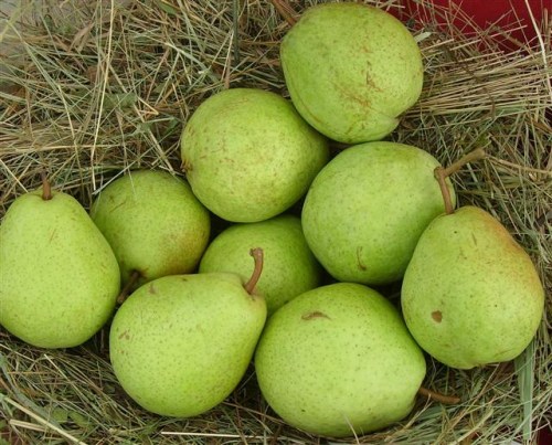 Pyrus com. 'Alexander Lukas'