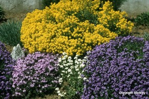 Alyssum saxatile 'Compactum'
