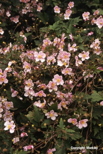 Anemone japonica