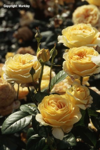 Rosa 'Candlelight' - R -
