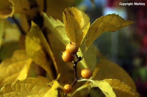 Celastrus orbiculatus