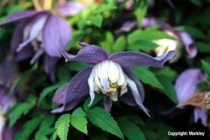 Clematis alpina 'Frances Rivis'