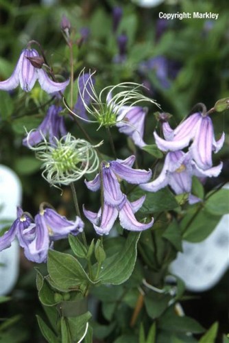 Clematis integrifolia