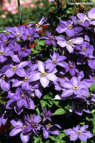 Clematis 'Jackmanii'