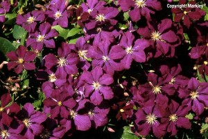 Clematis viticella 'Etoile Violette'