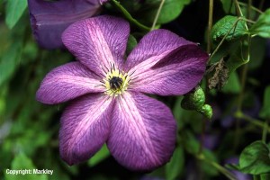 Clematis viticella 'Venosa Violacea'