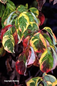 Cornus florida 'Rainbow'