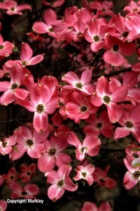 Cornus florida 'Rubra'
