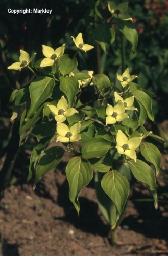 Cornus kousa 'Schmetterling'