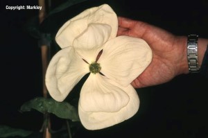 Cornus kousa 'Venus'
