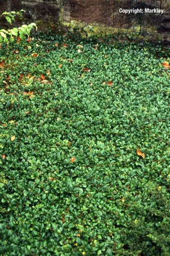 Cotoneaster dammeri